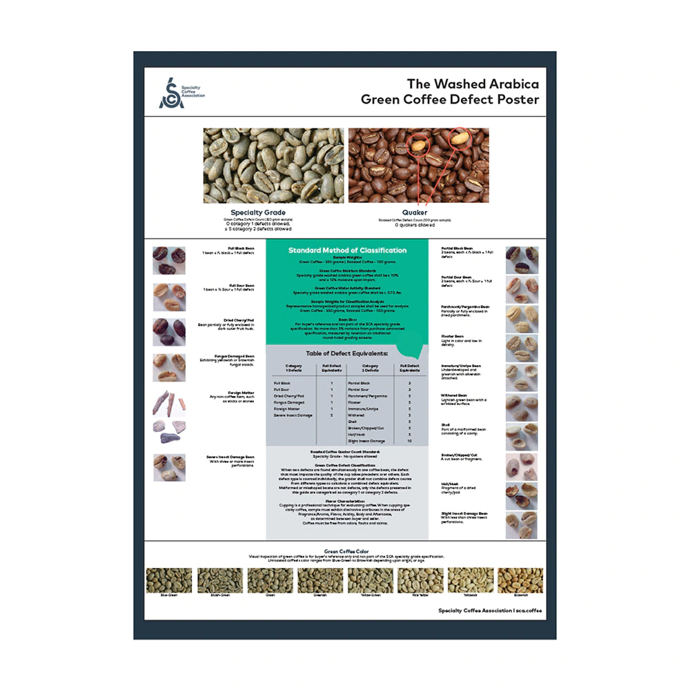 SCA Green Arabica Coffee Classification Poster