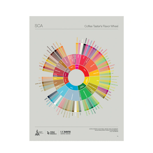 SCA The Coffee Tasters Flavor Wheel English